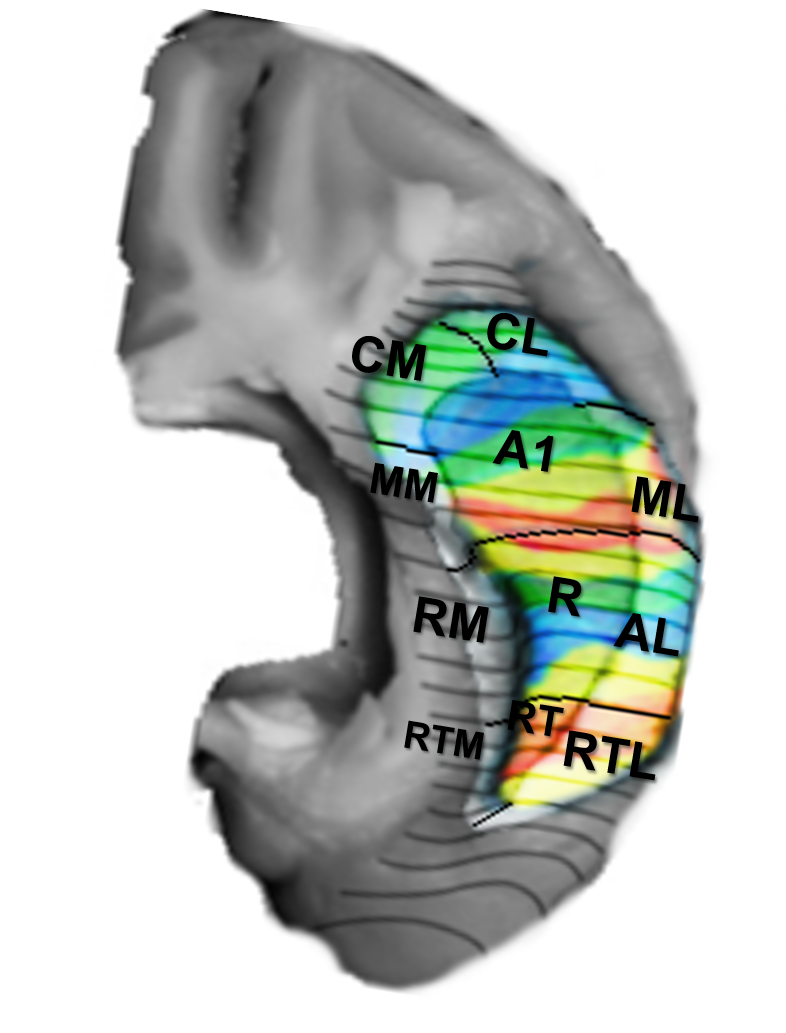 Diagram of the model species brain with key features highlighted.