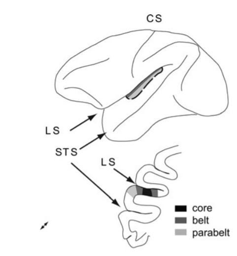 Diagram of the model species brain with key features highlighted.